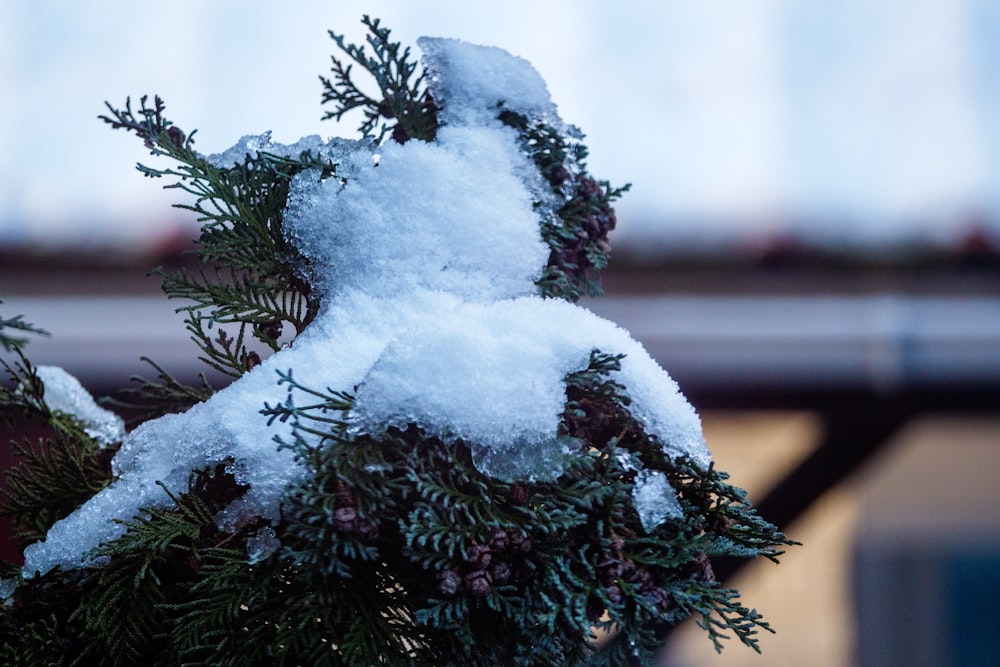 a snow covered teddy bear sitting on top of a tree