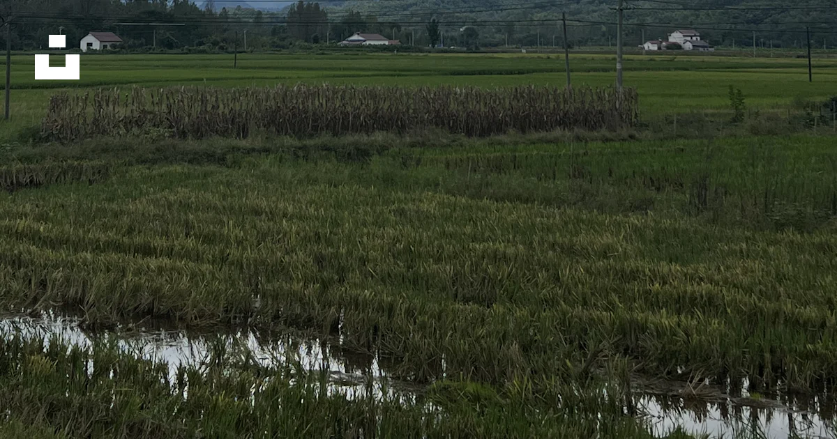 A grassy field with a stream running through it photo – Free Rural life ...