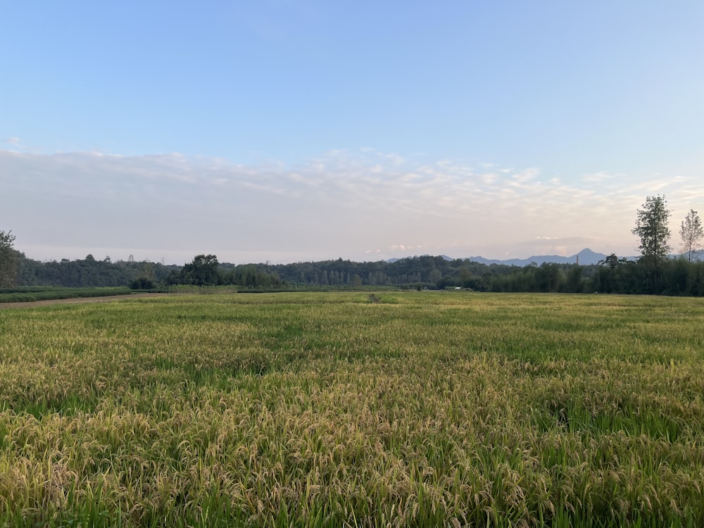 a field of grass with mountains in the distance