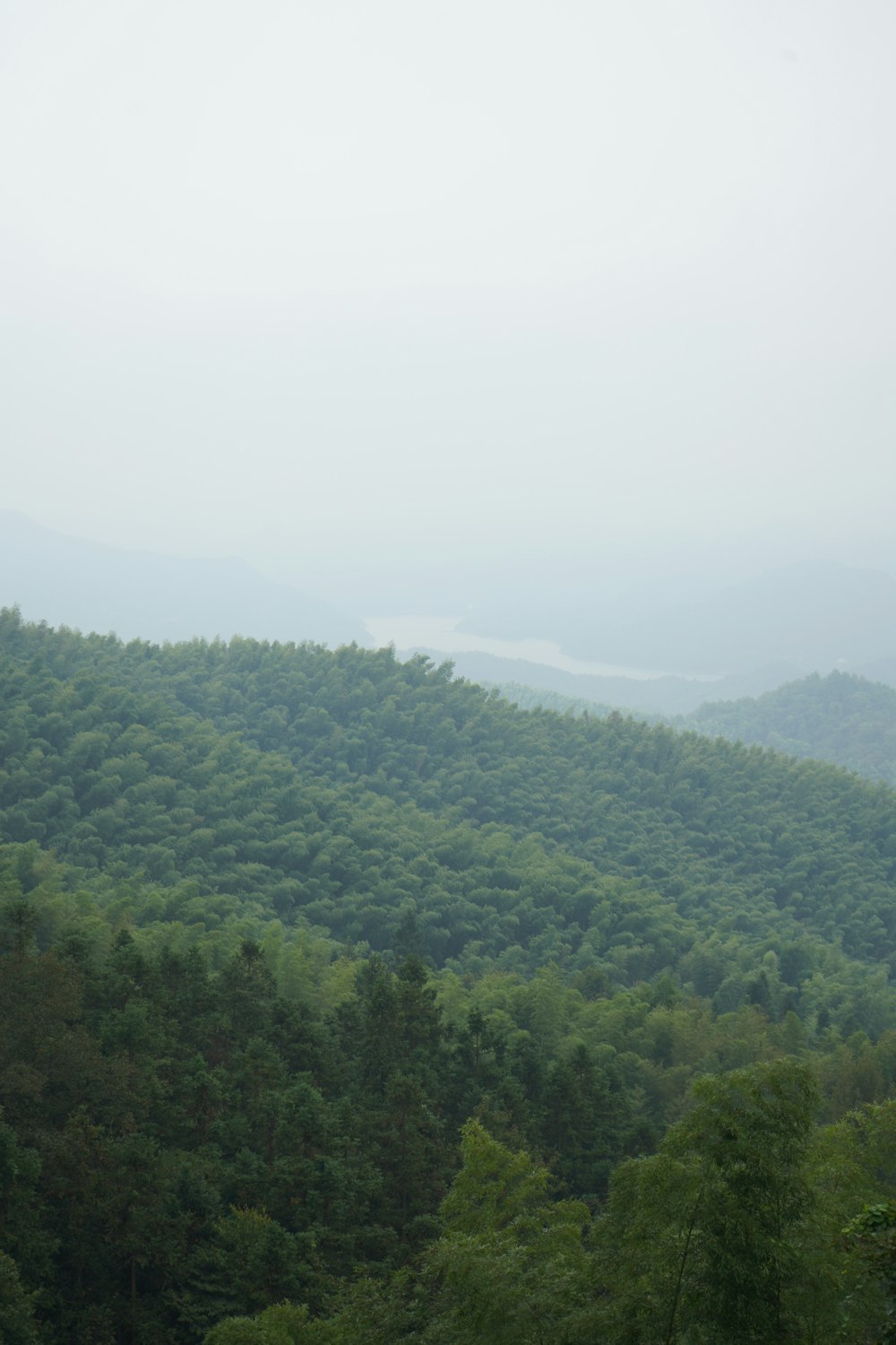 a lush green forest filled with lots of trees