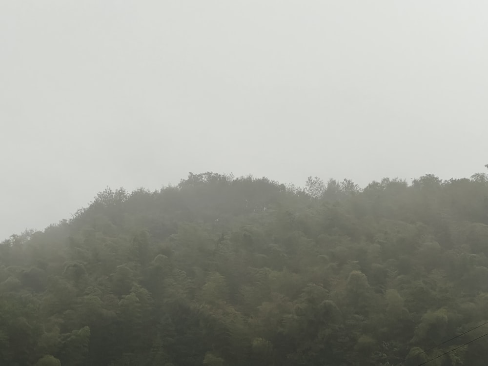 a hill covered in trees on a foggy day