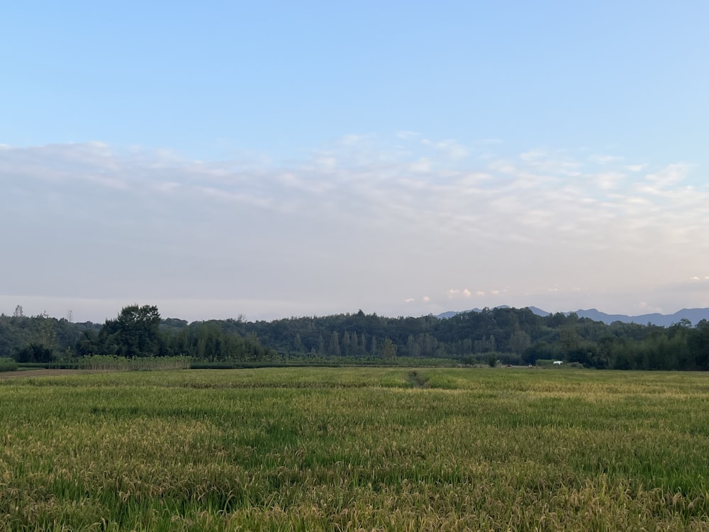 a grassy field with trees in the distance