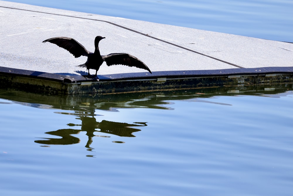 a bird is standing on the edge of the water