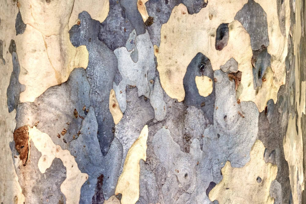 a close up of the bark of a tree