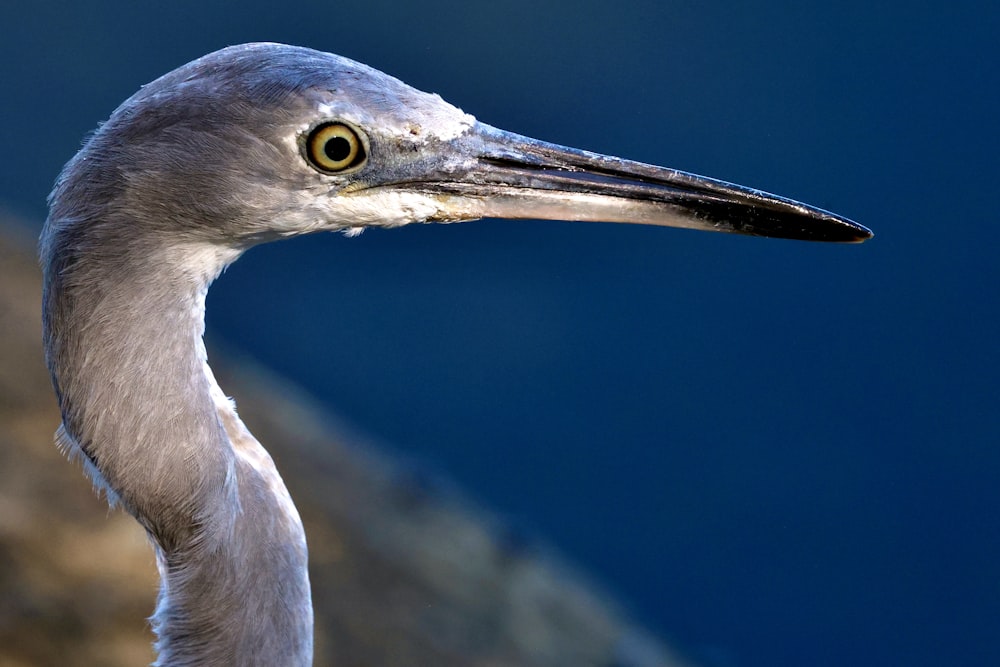 a close up of a bird with a blue background