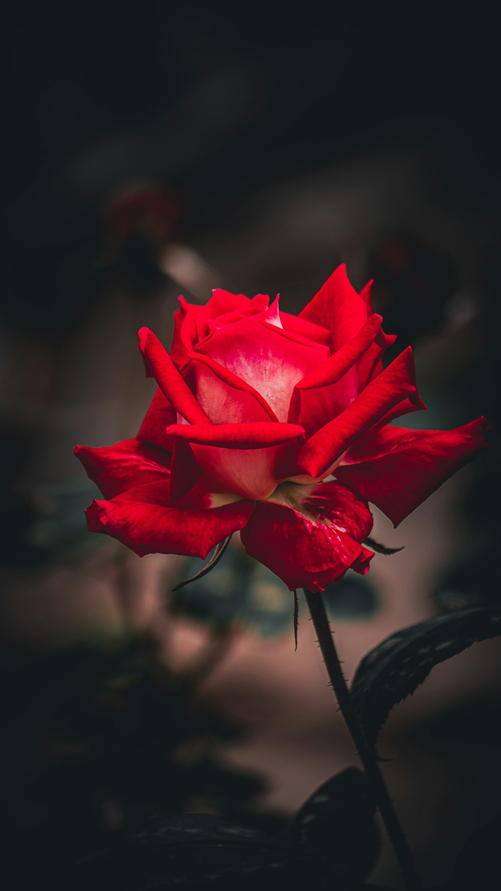 a red rose with a black background