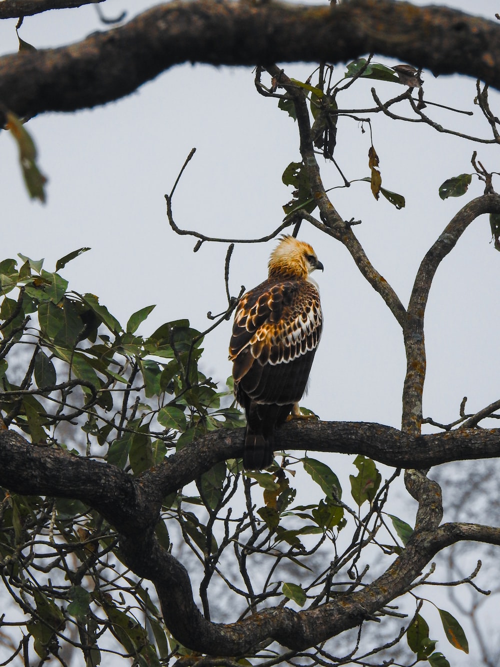 un gran pájaro posado en lo alto de la rama de un árbol