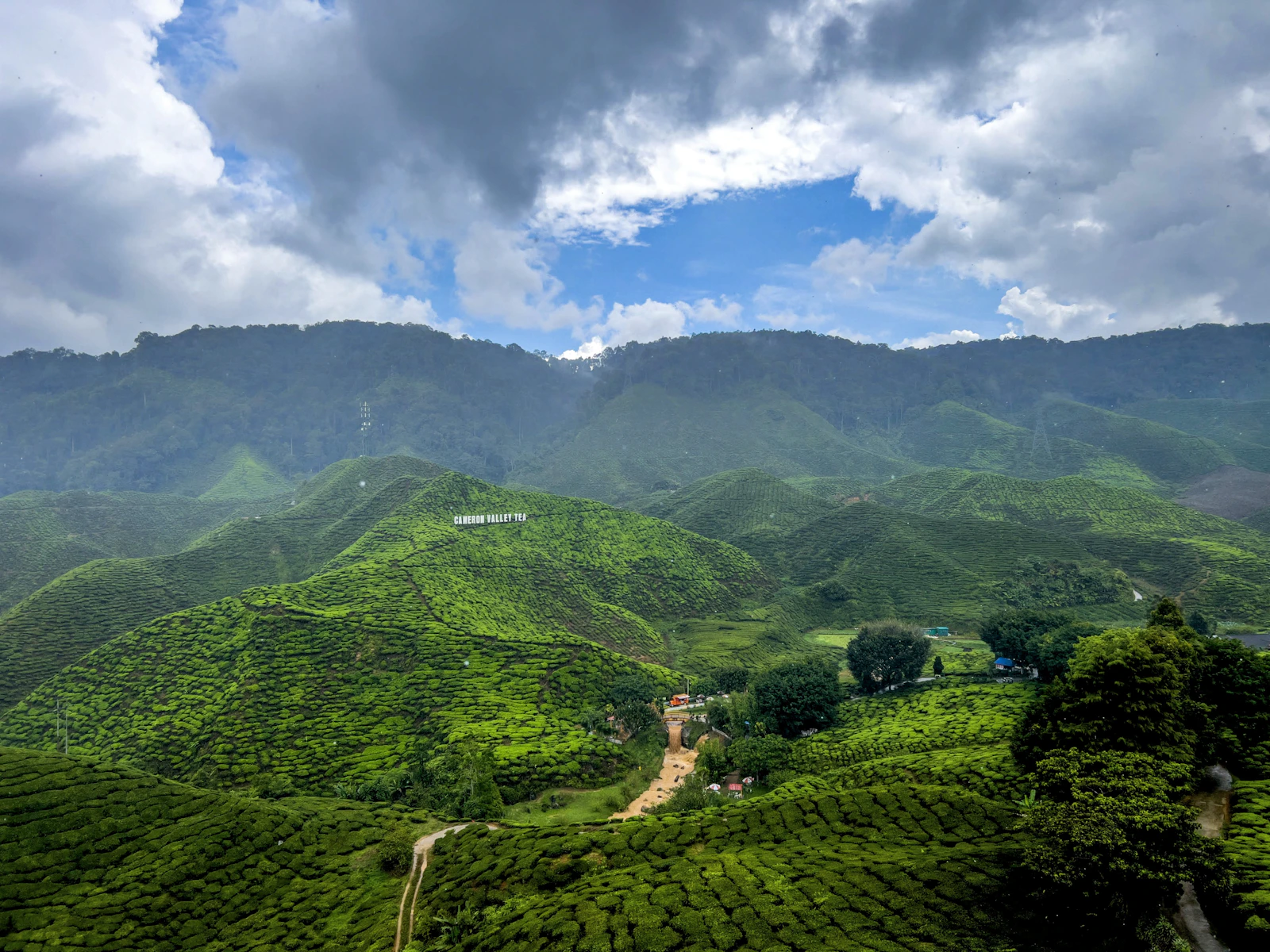 Colinas onduladas cubiertas de plantaciones de té verde en Cameron Highlands