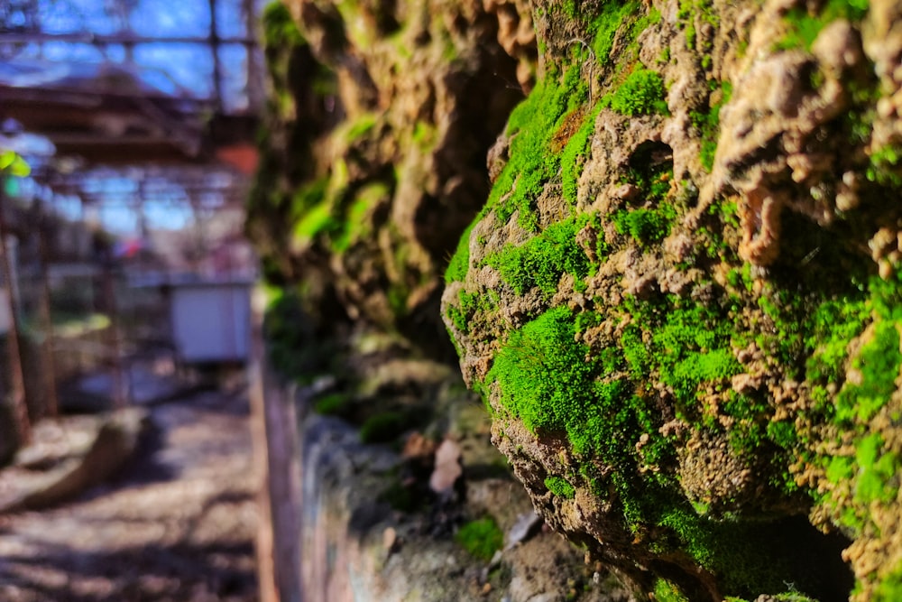 a moss covered rock wall next to a building