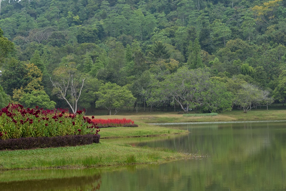 a pond surrounded by a lush green forest