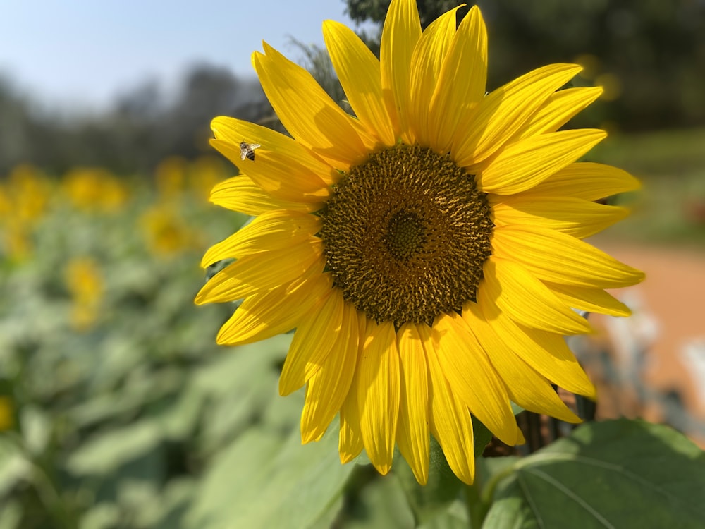 a large sunflower in a field of sunflowers