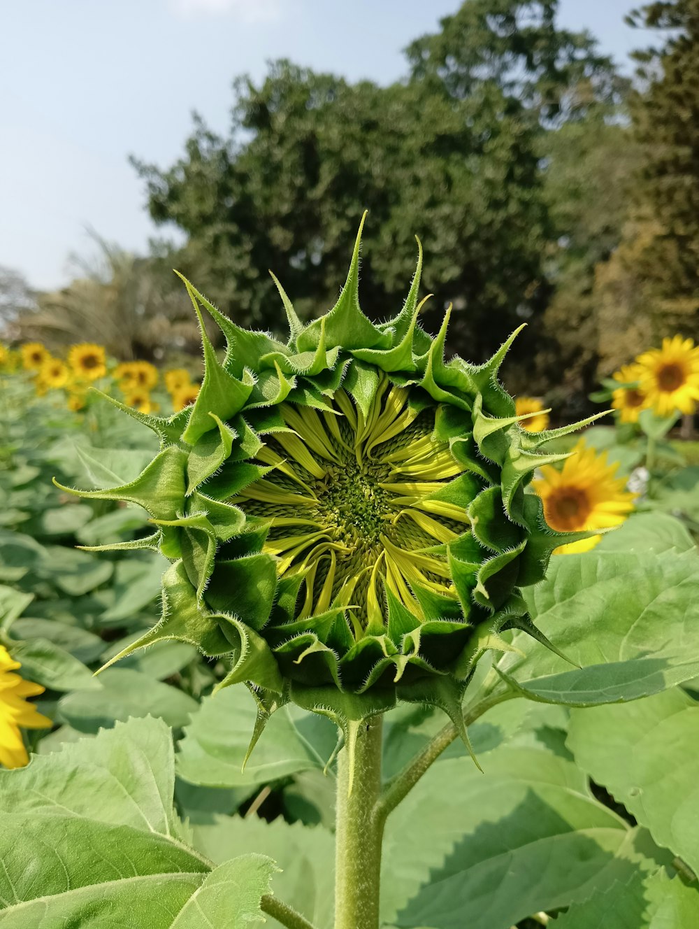 a large sunflower in a field of sunflowers