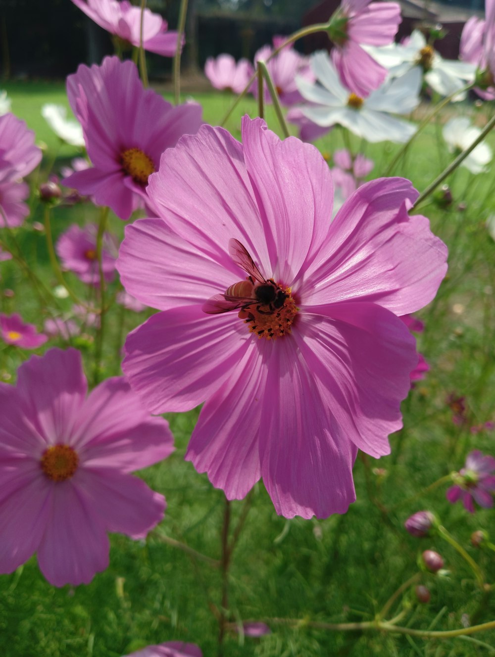 a bunch of pink flowers in a field