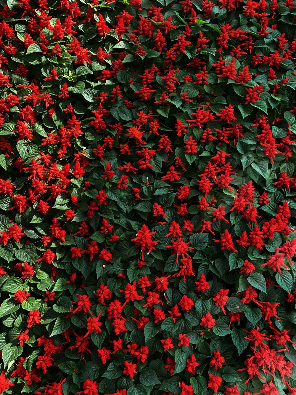 a bunch of red flowers that are growing on a wall