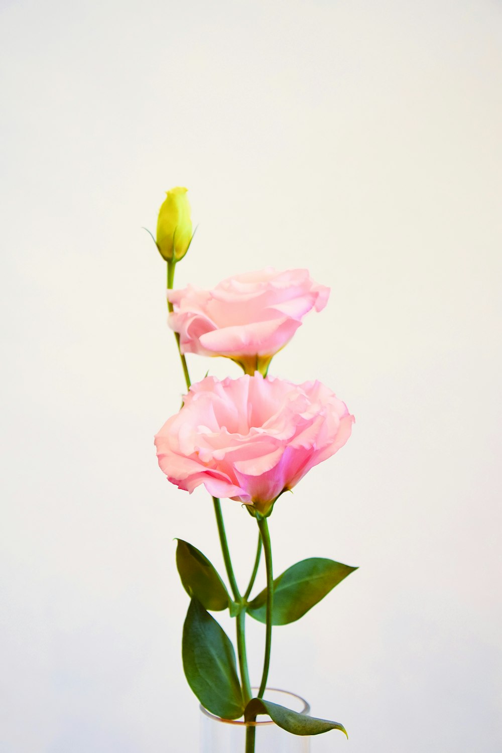 two pink roses are in a clear vase