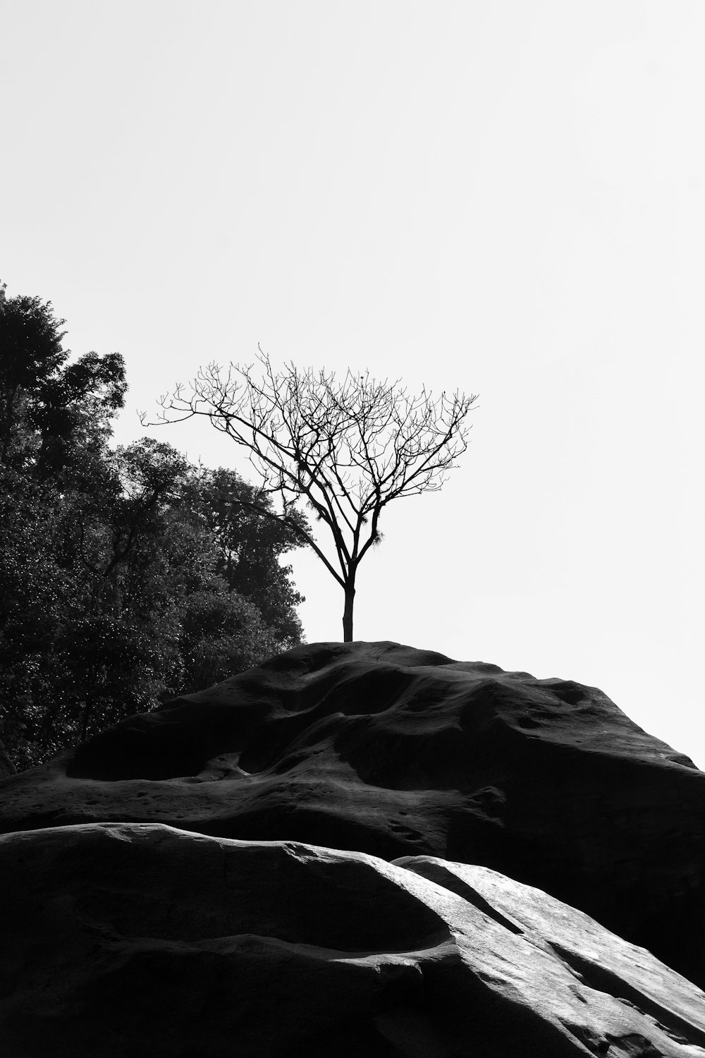 a black and white photo of a tree on top of a rock