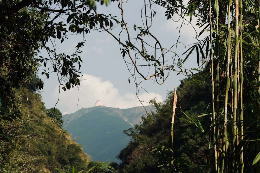 a lush green forest filled with lots of trees