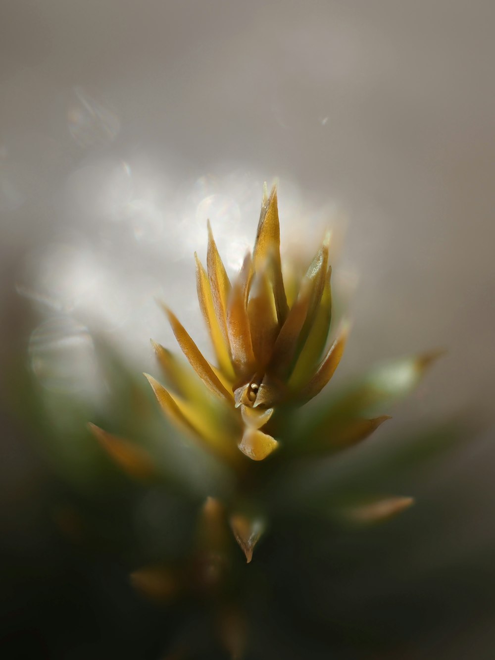 a close up of a flower on a blurry background