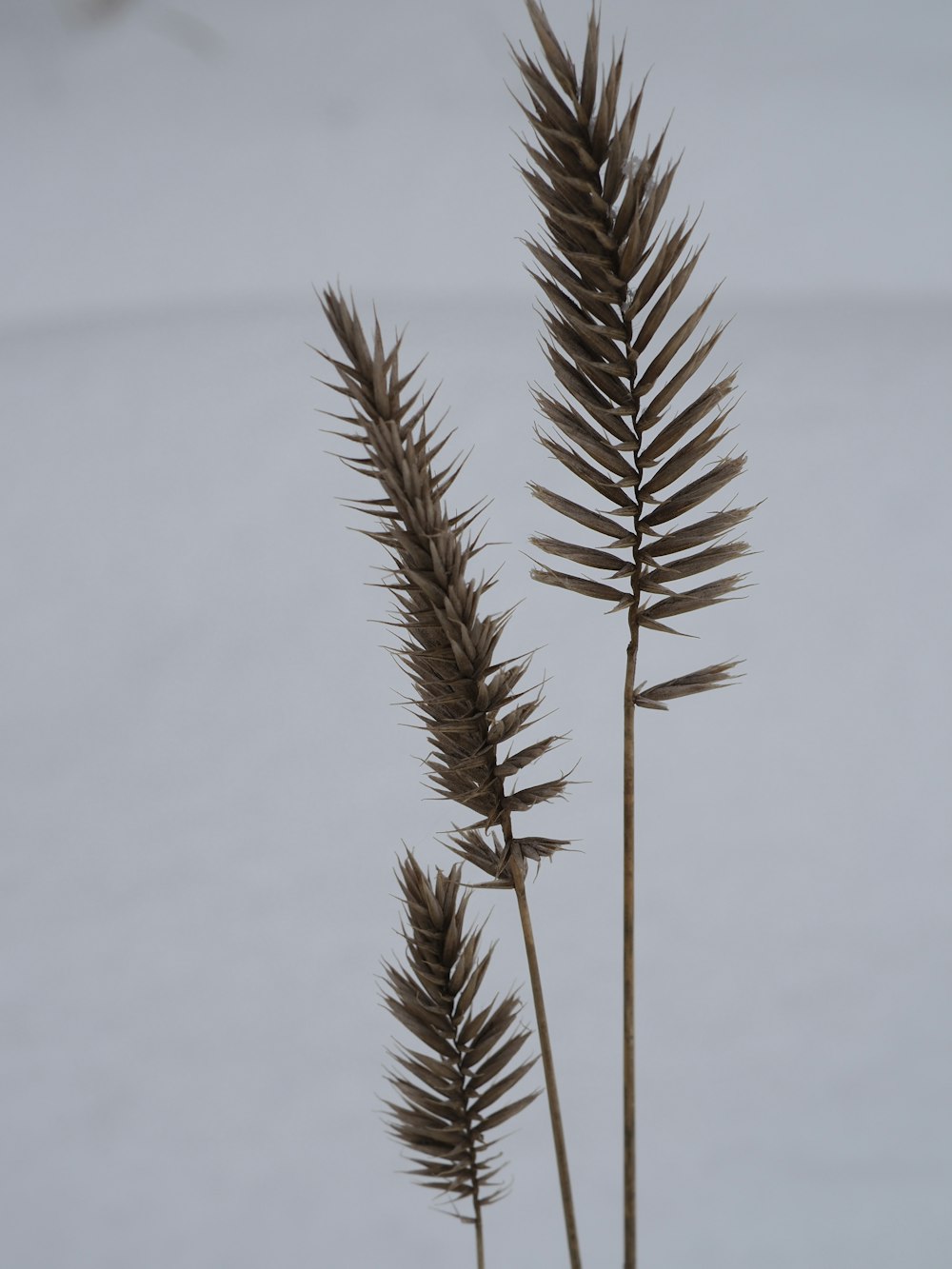 a close up of a plant with snow in the background