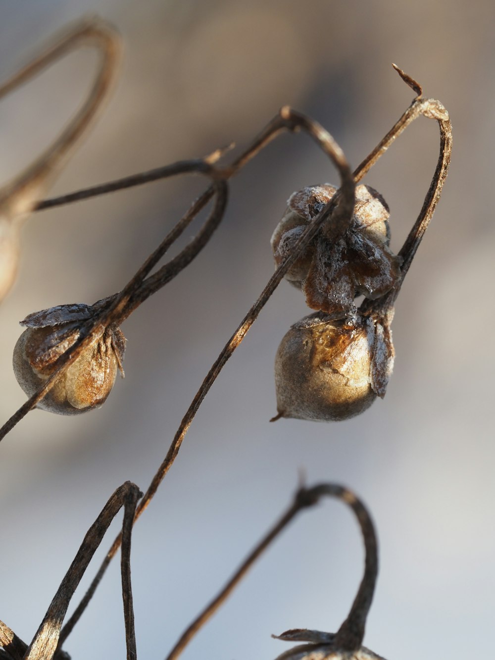 a close up of a plant with small flowers