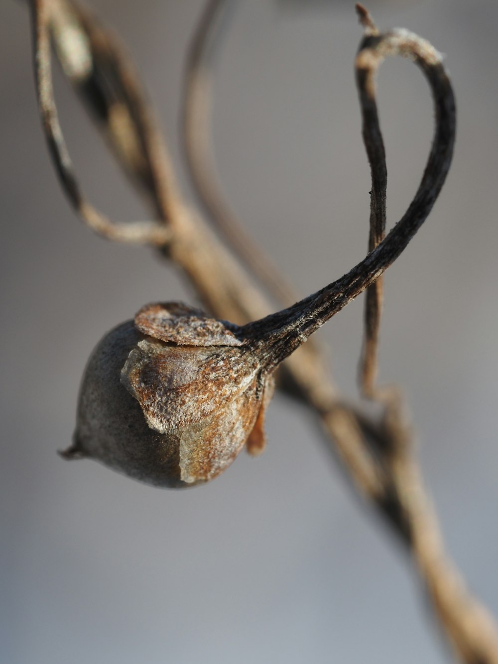 a close up of a tree branch with a dying flower