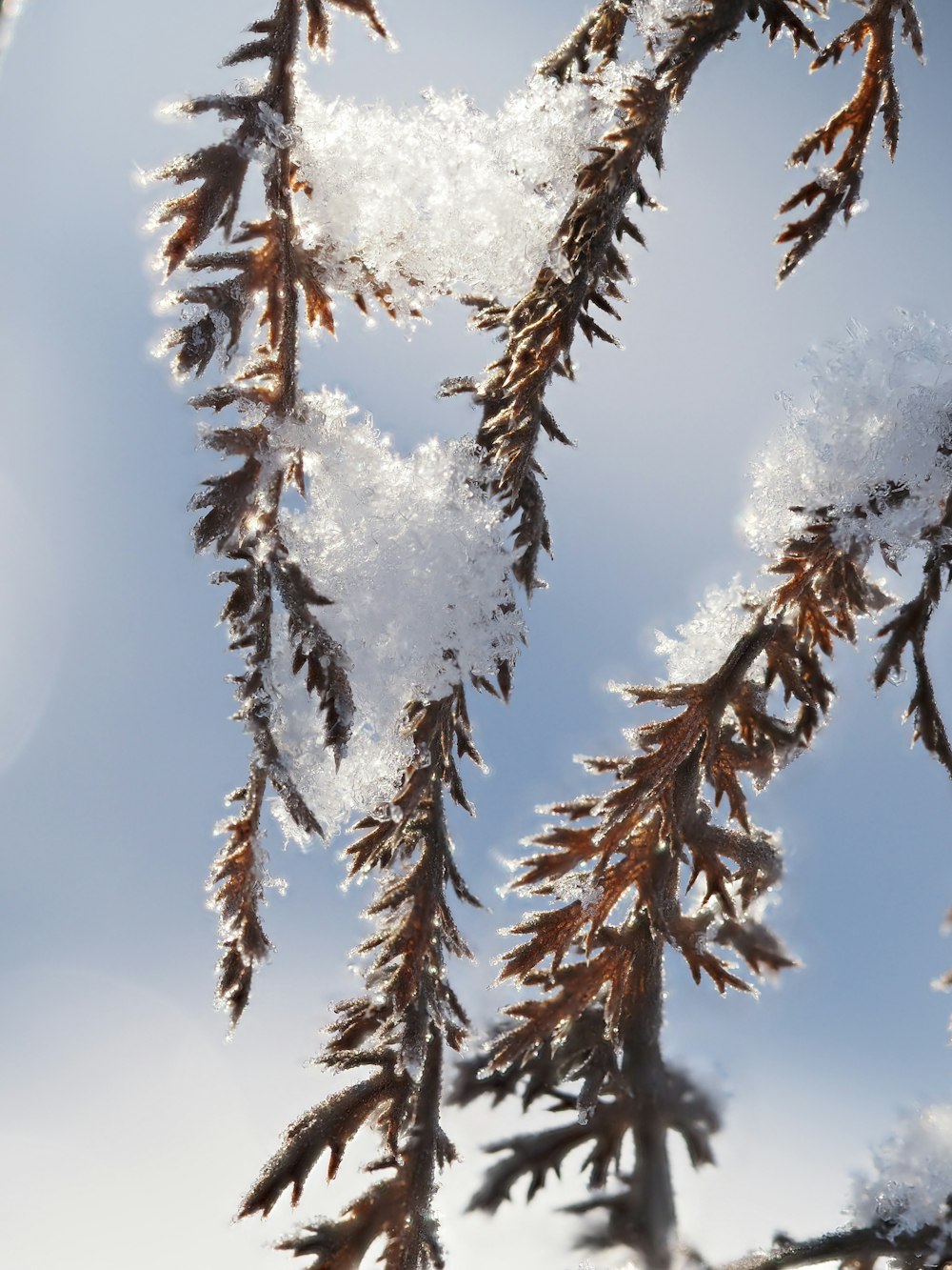 ein Ast eines Baumes, der mit Schnee bedeckt ist