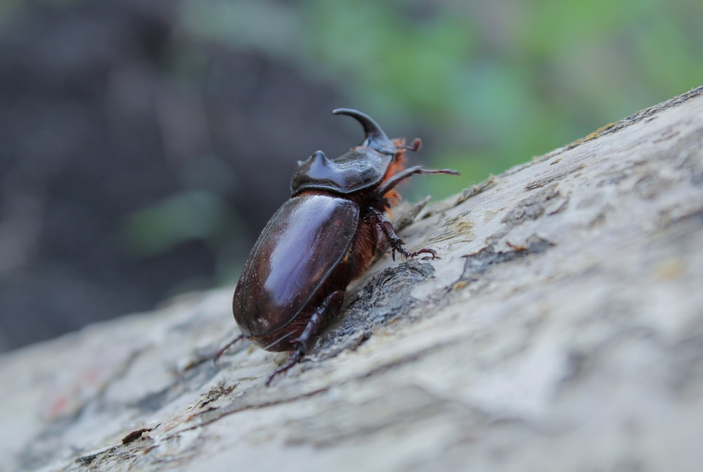 un primo piano di uno scarabeo su un albero