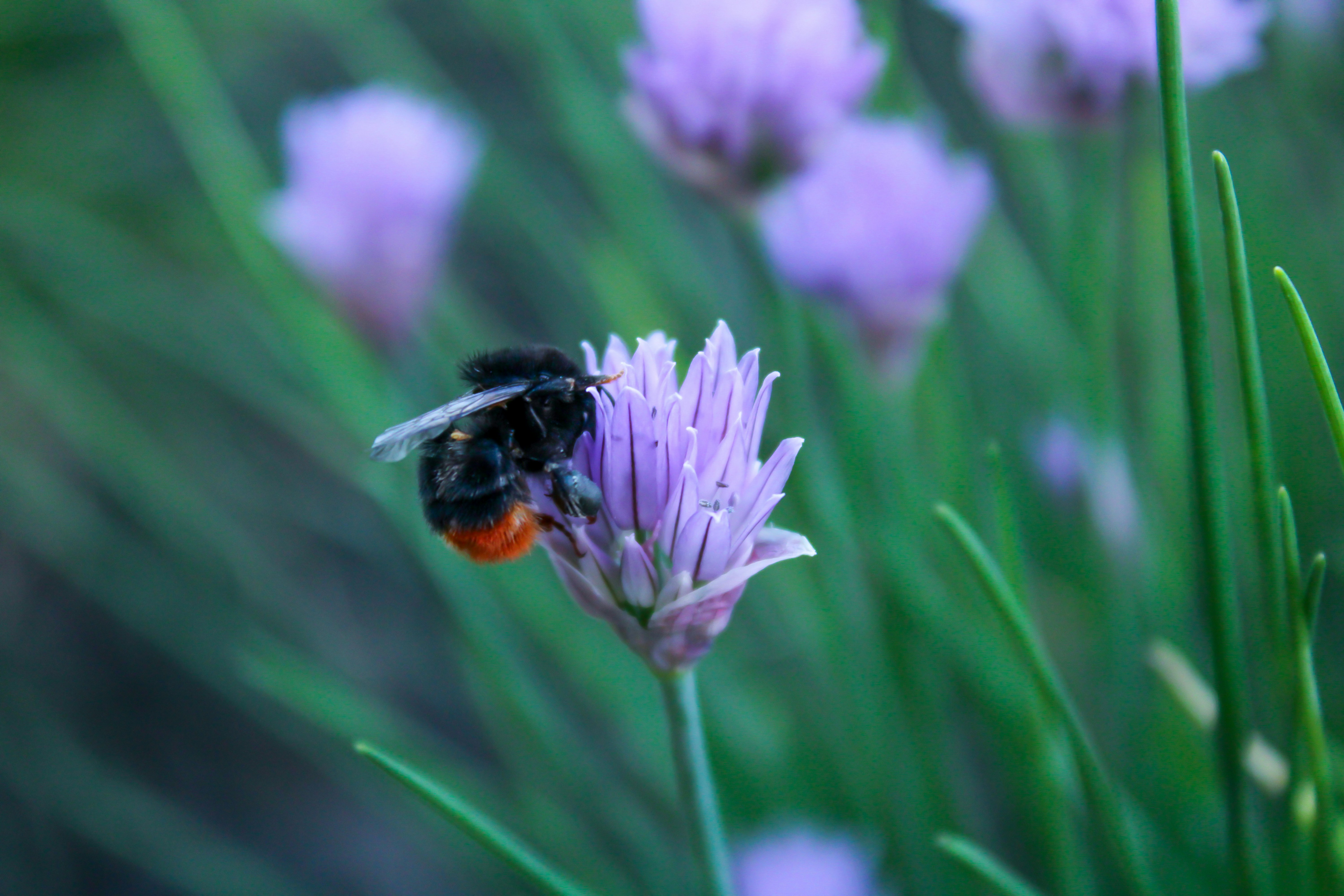 Photo by maksimzaviktorin