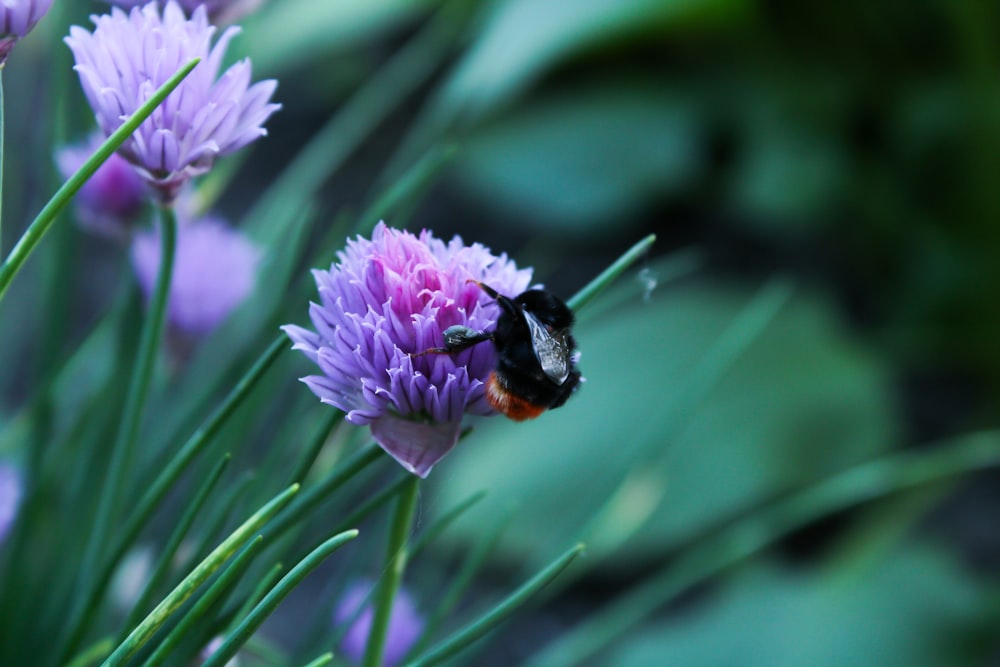 a bee sitting on top of a purple flower