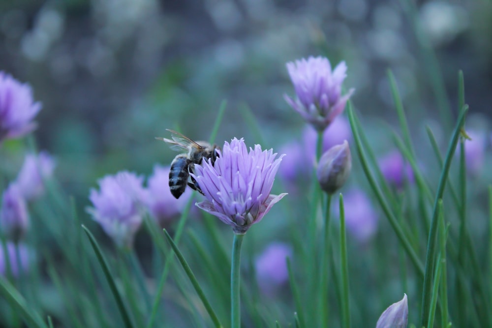a bee on a purple flower in a field