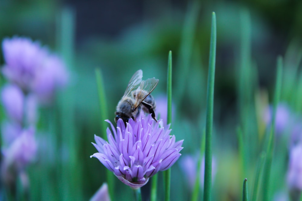 a bee sitting on top of a purple flower