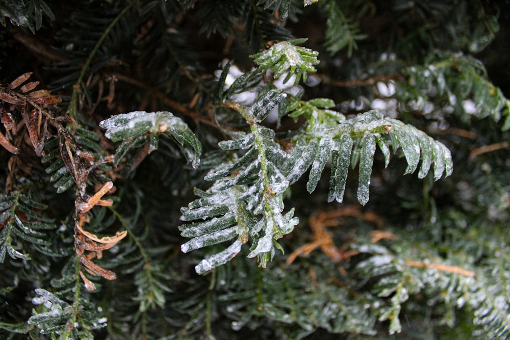 a close up of a pine tree with snow on it