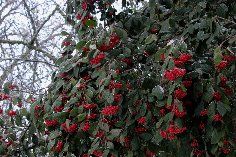 a tree filled with lots of red berries