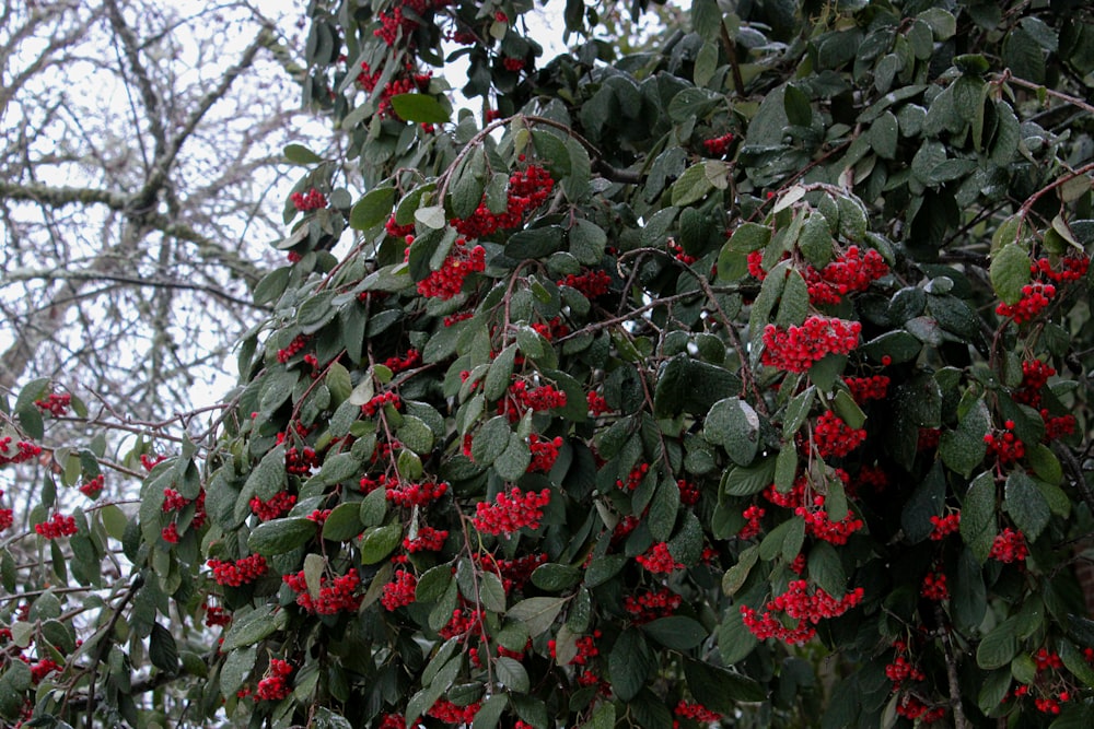 un arbre rempli de beaucoup de baies rouges