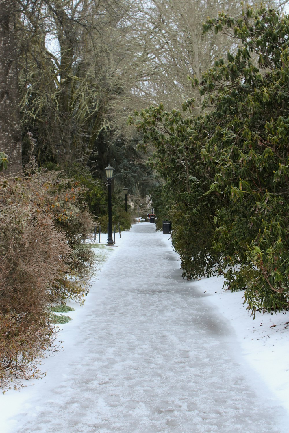 a sidewalk covered in snow next to trees