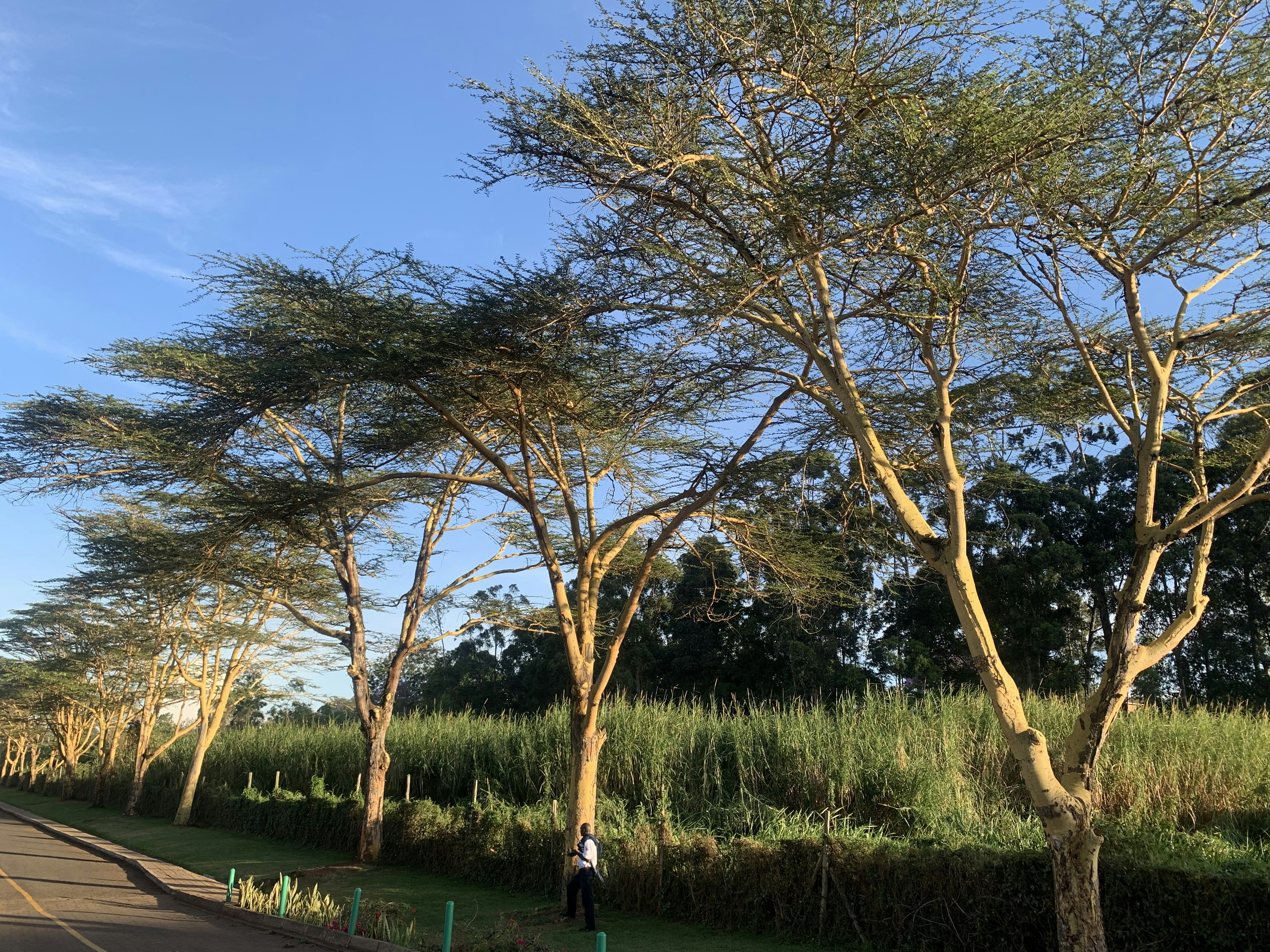 Nairobi Arboreteum