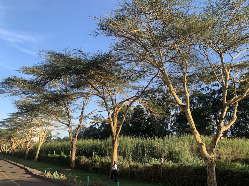 a person standing in the middle of a road next to trees