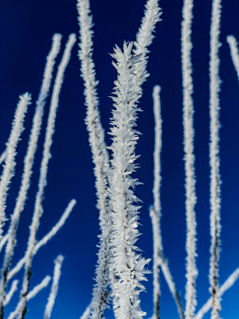 a close up of a plant with snow on it