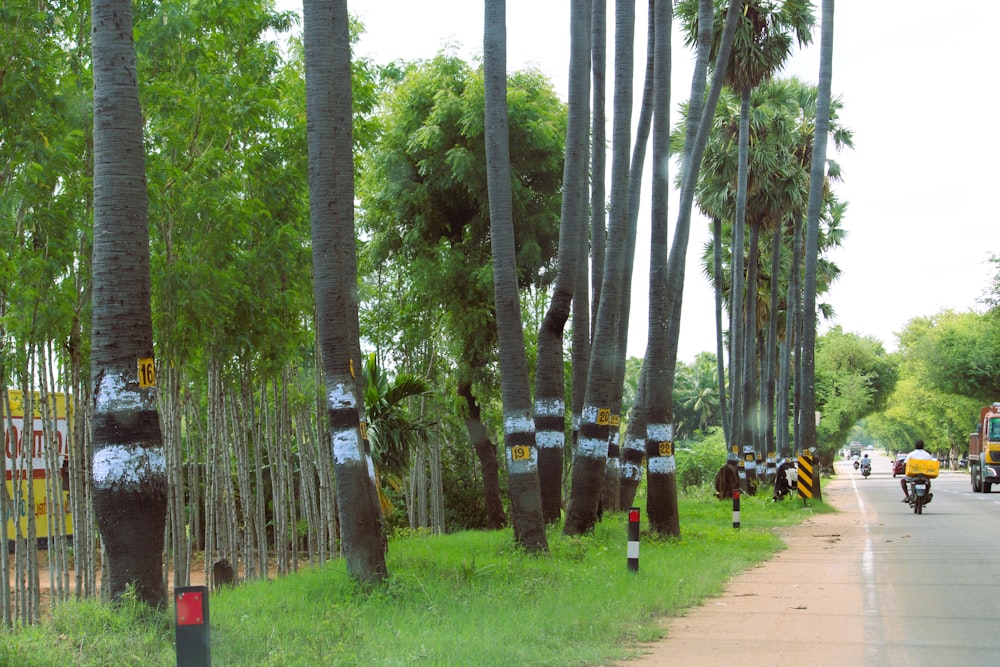 a group of motorcyclists riding down a road lined with palm trees