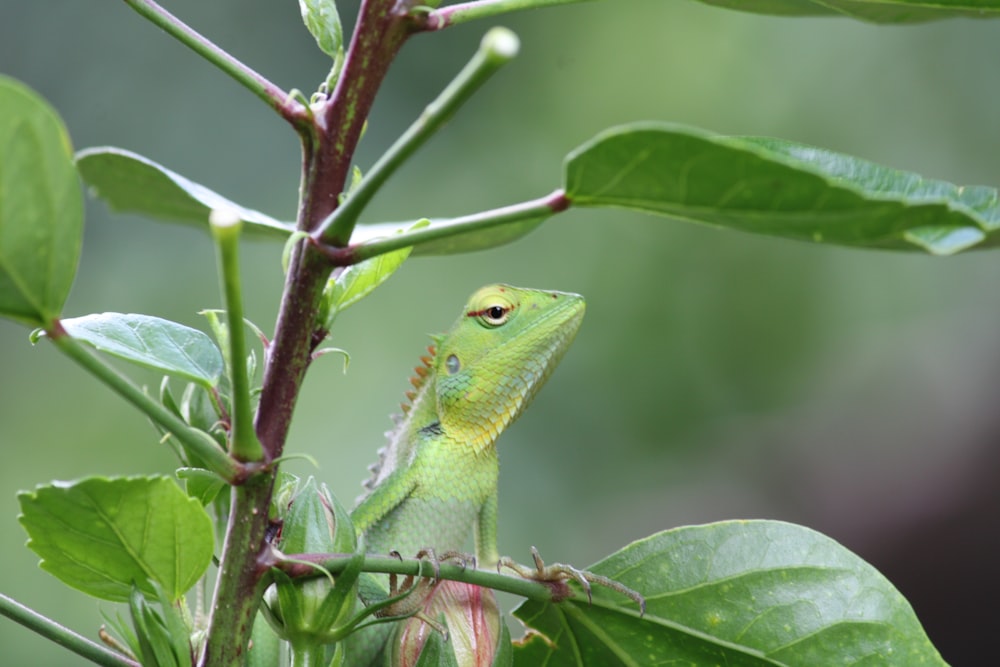 a green lizard sitting on top of a tree branch