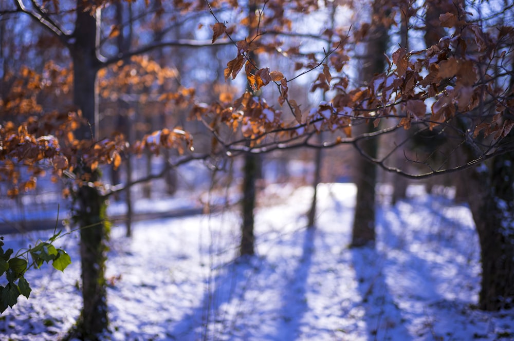 a snow covered forest with trees and a bench