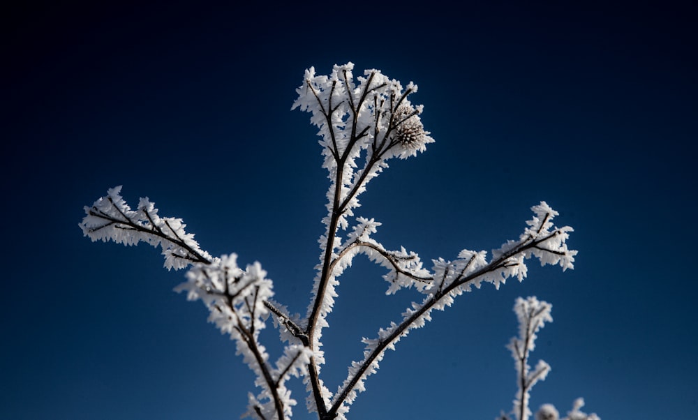 a close up of a frosted plant with a blue sky in the background