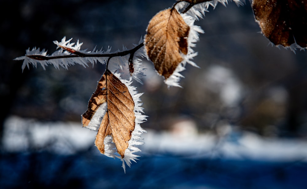 a branch of a tree with frost on it