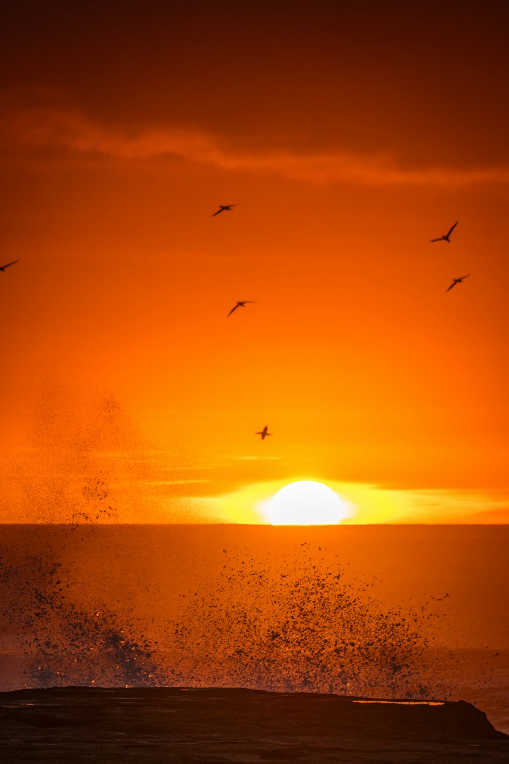 a flock of birds flying over the ocean at sunset