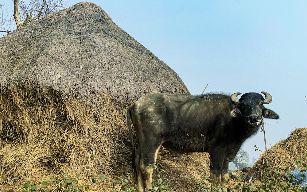 a cow standing in front of a pile of hay