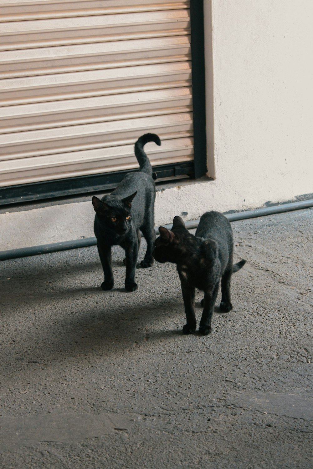 a couple of black cats standing next to each other