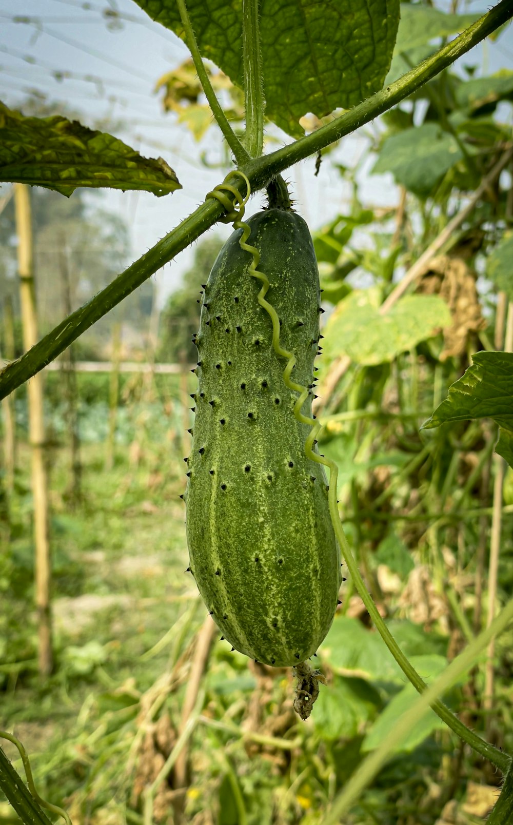 a cucumber hanging from a plant in a garden