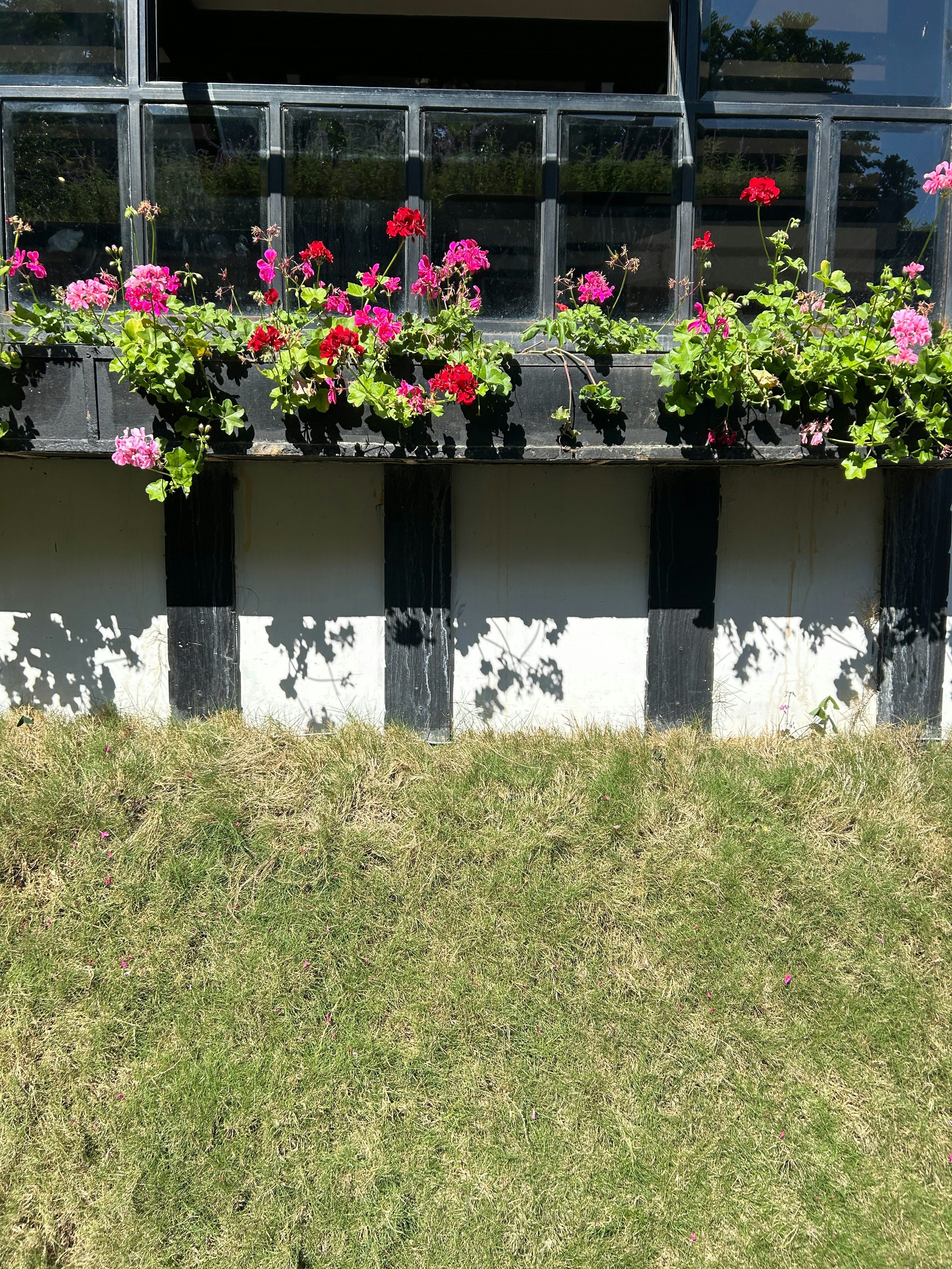 a row of windows with flowers in them