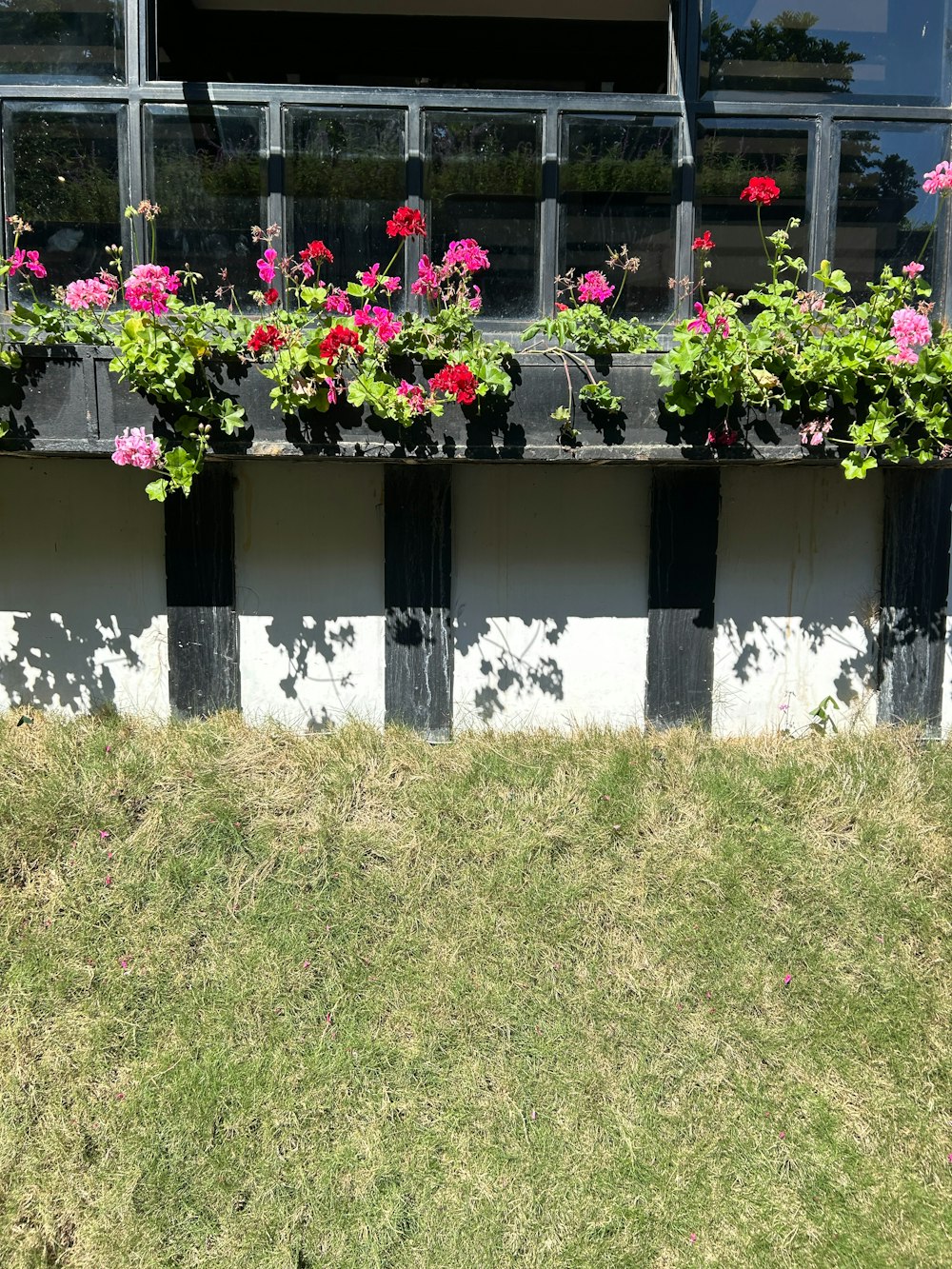 a row of windows with flowers in them