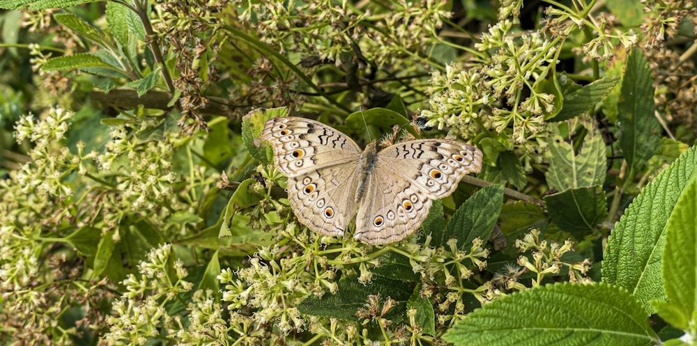 a butterfly sitting on top of a green plant